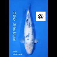 Ikan Koi Import Shiro Utsuri Farm OMOSAKO 48cm DOB 2021 Ikan Koi Murah