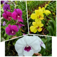 Paket 3 anggrek dendrobium dewasa / anggrek dendrobium dewasa spike