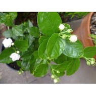 Jasmine Plant | Plant | SG Seller
