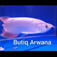 ikan arwana super red +-31 Spesial Sumo
