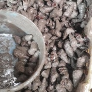 Paling Laris! Keong Nenek Hidup1Kg