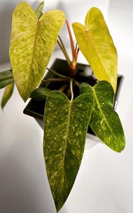 PHILODENDRON PAINTED LADY VARIEGATA - TANAMAN HIAS PHILODENDRON PAINTED LADY VARIEGATA