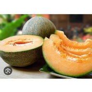 💥💥30  BIJI BENIH TEMBIKAI SUSU MANIS JEPUN 1 F HYBRID/ROCK MELON (READY STOCK ) 💥💥