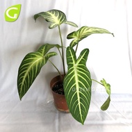 GG - Xanthosoma Lindenii / Caladium Lindenii / Angel's Wings / 千年芋