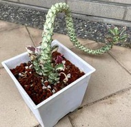 D02 白斑 翡翠閣錦 像 一條龍 5寸盆 多肉植物 白斑 將軍閣錦 仙人掌 觀賞植物 盆栽