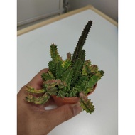 huernia zebrina variegated