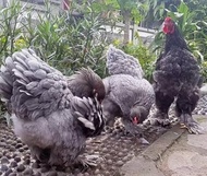 Ayam Brahma Super Import -Ayam Brahma Ori - Promo Ayam Hias Brahma Termurah