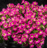 100 เมล็ด พิทูเนีย (Petunia) พีทูเนียจะบานดอกภายใน 32-45 วัน แถมคู่มือปลูก สายพันธุ์ Supertunia Daybreak Charm ดอกสีชมพูเหลือง