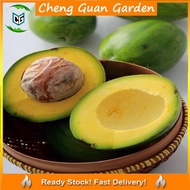 Anak Pokok Avocado Mentega Avocado Buccaneers Grafted Pokok Kawin Import Dari Thailand Pokok Stabil
