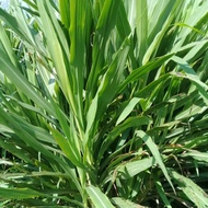 Dwarf Napier/Pandan 3kg