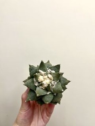 岩牡丹 Ariocarpus 塊根 仙人球