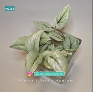 Scindapsus Silver Hero | 薄荷仙洞龜背竹 | 奢華花燭 | 掌葉花燭 | Philodendron Majestic (Sodiroi Hybrid) | Philodendr