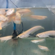 Ikan Arwana Silver Albino