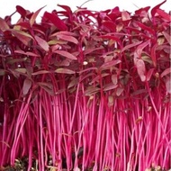 200 เมล็ด เมล็ดพันธุ์ผัก ต้นอ่อนผักโขมแดง red amaranth microgreen seeds