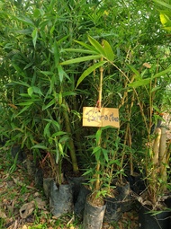 ไผ่โมโซลำเดี่ยวจีน ไผ่ลำเดี่ยวสีทอง Phyllostachys lithophila ต้นกล้าพร้อมจัดส่ง
