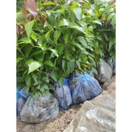 Tree - combo of 3 Australian mango trees (seed trees) - green garden 6.0