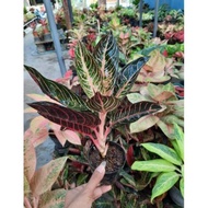 Tanaman Hias Aglaonema RED SUMATRA BESAR