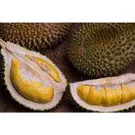 Single Pack - Top Grade AAA Pahang Raub Old Tree MSW Durian