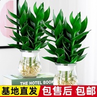 Guanyin Bamboo Lucky Bamboo Hydroponic Plant with Roots Flower Green Plant Pothos Indoor Potted Plan