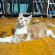 kucing mainecoon jantan