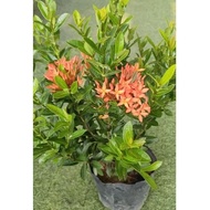 [GREEN LAND] Ixora Red / Pokok Ixora /仙丹花（live plant)