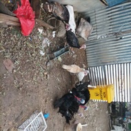Jual Ayam Kalkun Hidup dan Potong Limited