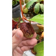 Nepenthes Ampullaria