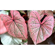 SPRING FLING Keladi MURAH Pokok Anak Ubi Caladium CHEAP Plant Bulb Cutting USA Thai Thailand ANYA ANYA