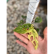 monstera adansonii ALBO & AUREA half-moon 🔥🔥🔥 Very RARE plants!