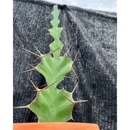 euphorbia grandicornis