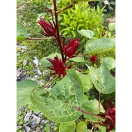 (Polybag) Anak Pokok Roselle