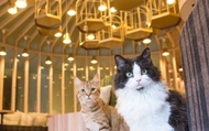 Cat Cafe MOCHA ในอากิฮาบาระ