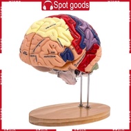 WIN Brain Anatomy Model Removable Brain Anatomy Model Organs Teaching  Human Brain Anatomy Model