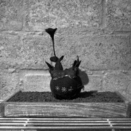 全新現貨 Plants of Gods x Pachypatchy x K11 黑色版象牙宮公仔 多肉植物 塊根植物 観葉植物