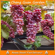 Anak Pokok Anggur Glasha Seedless Grape Pokok Premium Pokok Stabil