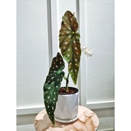 (PlantSociety) Begonia Maculata