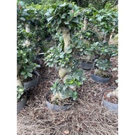 Bonsai Ficus Microcarpa s shape🌿s 造型榕