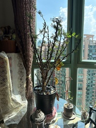 沙漠蘇木 80cm高