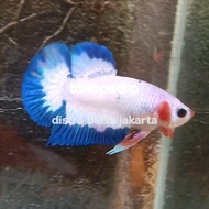 cupang bluerim flamingo real pic