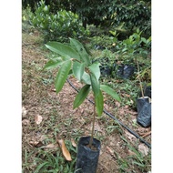 Duri Hitam atau Ochee(Black Thorn)  Anak pokok durian (D200) lebih kurang 1 kaki