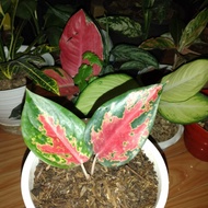Bibit Aglonema Suksom Jaipong Lokal | tanaman hias aglonema suksom