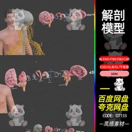 Blender Ergonomics Anatomy Brain Head Anatomy 3d Model fbx Modeling obj Material c4d