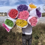Preserved Flowers Gypsophila Gypsophila Dried Flowers Bouquet Preserved Gypsophila Flowers