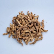 7A chile wet Sphagnum moss, terrarium, paludarium, orkid, succulent