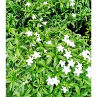 ANAK POKOK BUNGA / Pokok Ervatamia Dwarf Jasmine / Pokok bunga jaleti