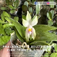 [EOT] Phalaenopsis Bellina fma Pink "Fire Shape' x siblings, 2.5" pot 【Seedling | Species | Hybrid】