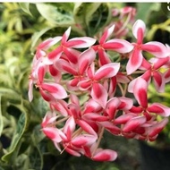 Pokok Ixora Frozen star ( Anak Pokok ) 'VIRAL'.