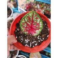 Caladium Tootsi, rare &amp; sangat cantik limited