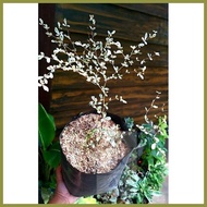 ◲ ◐ ♨ Variegated African Talisay rare
