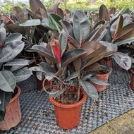 TKL - Ficus Elastica (India Rubber Plant)  黑金刚